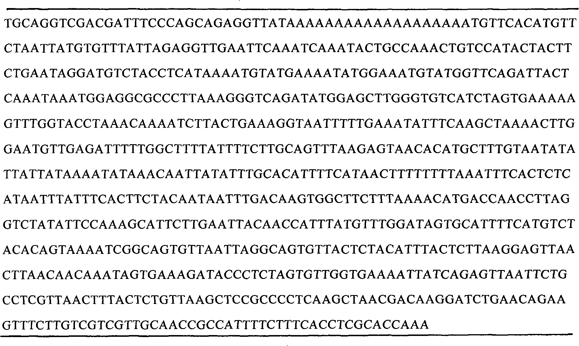 Molecular biology method for identifying gender of chub fry