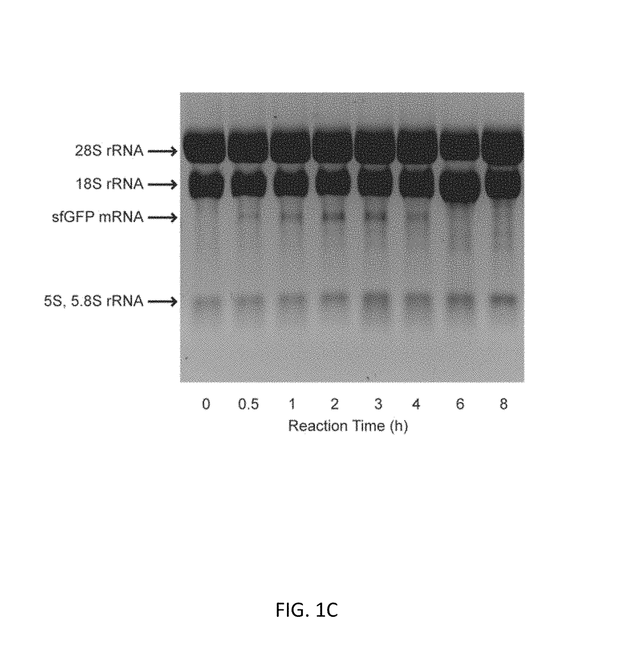 Substrate replenishment and byproduct removal improve yeast cell-free protein synthesis