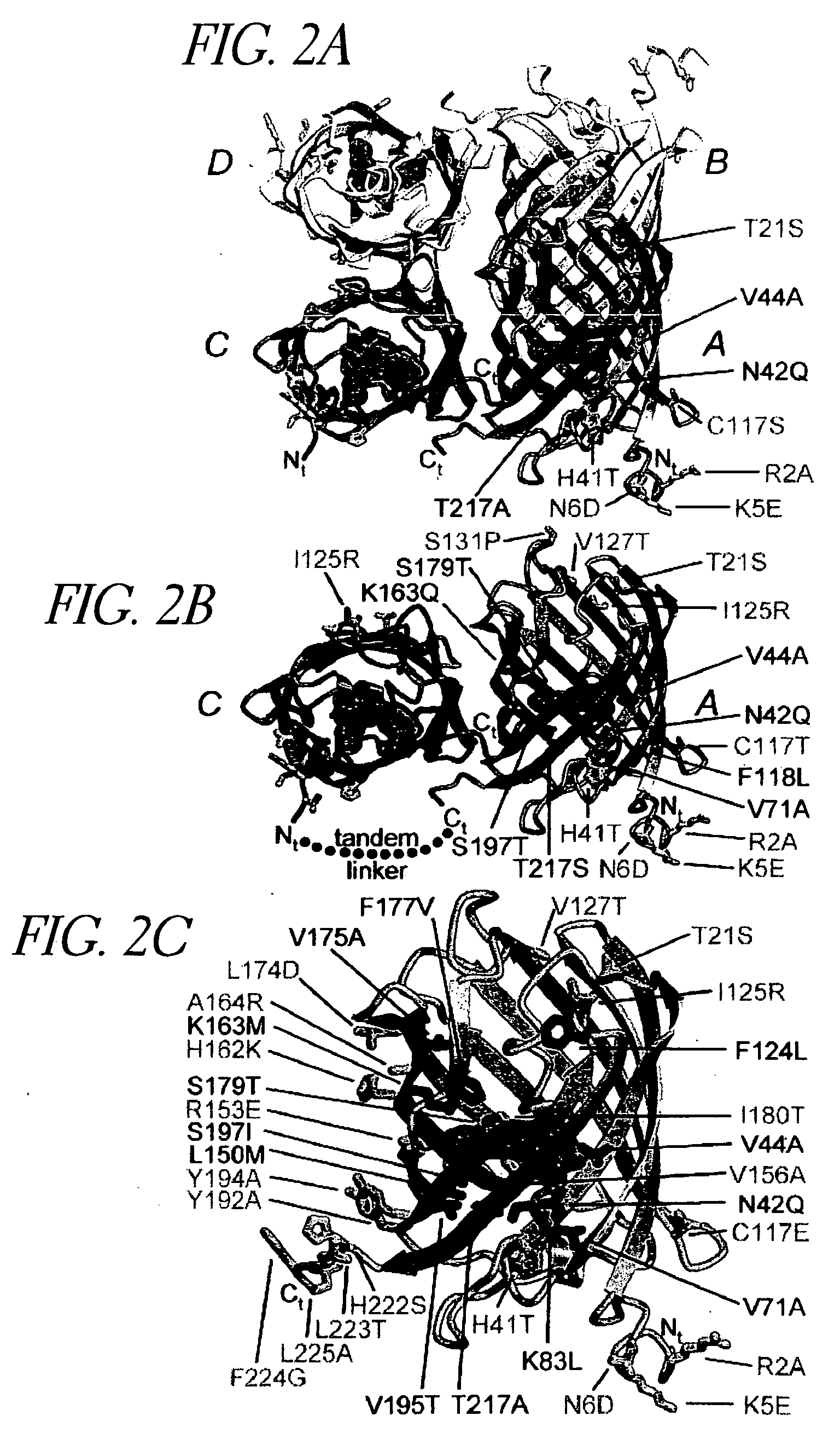 Monomeric and dimeric fluorescent protein variants and methods for making same