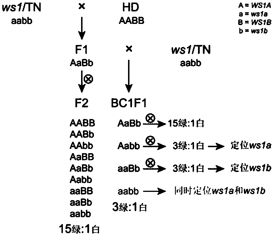 Molecular marker co-segregated from burley tobacco control gene and application thereof