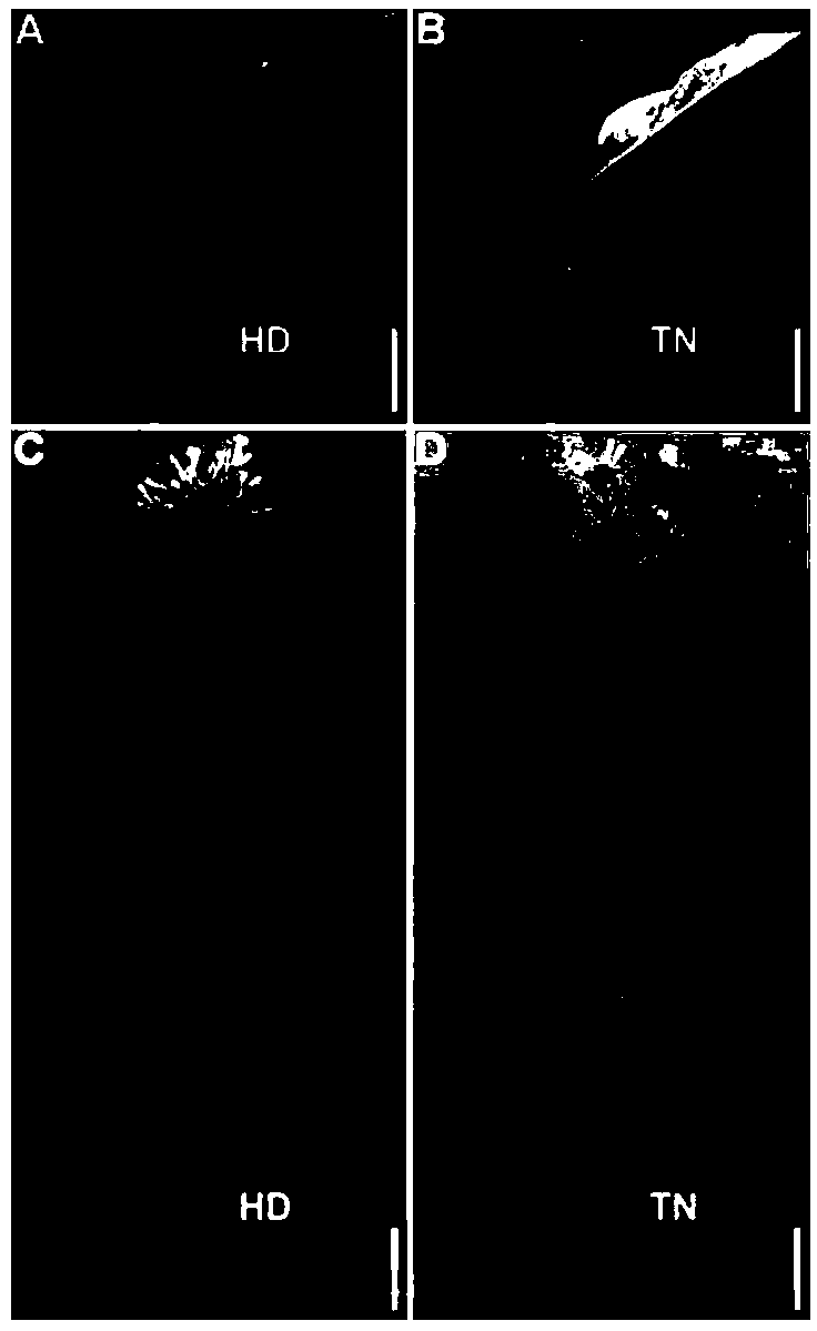 Molecular marker co-segregated from burley tobacco control gene and application thereof