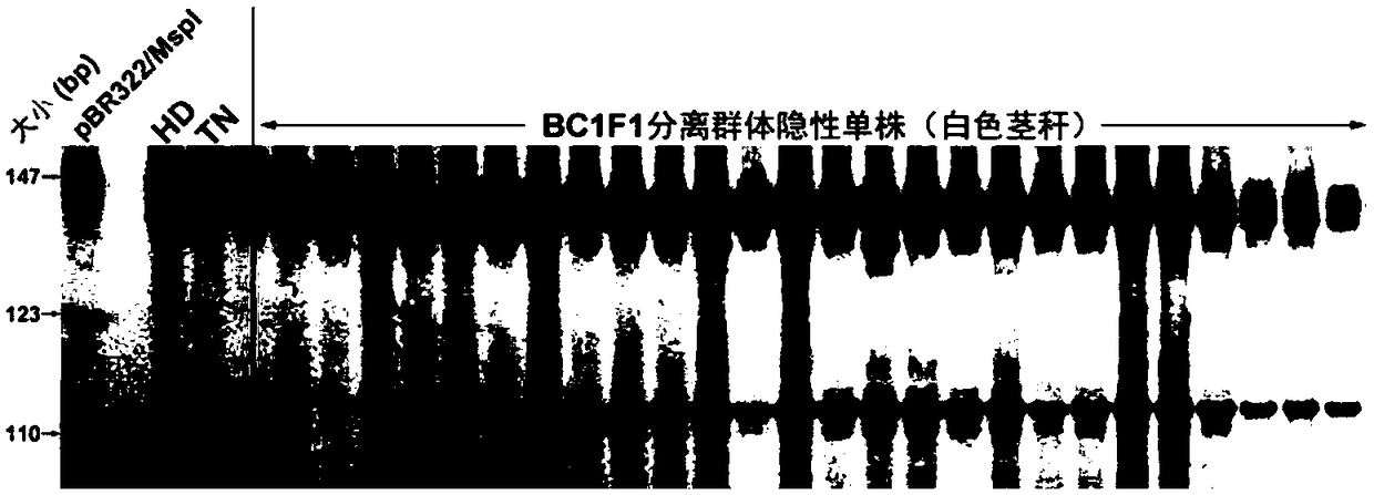 Molecular marker co-segregated from burley tobacco control gene and application thereof