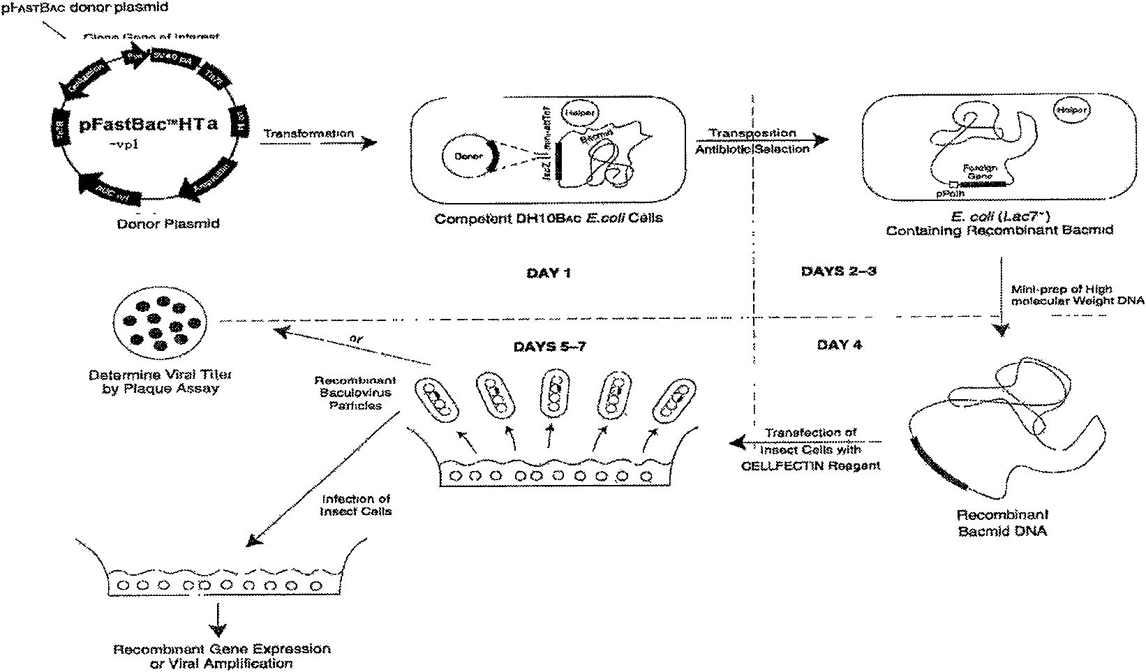 Method for expressing IBV-HN99 membrane protein gene in insect-rhabdovirus system