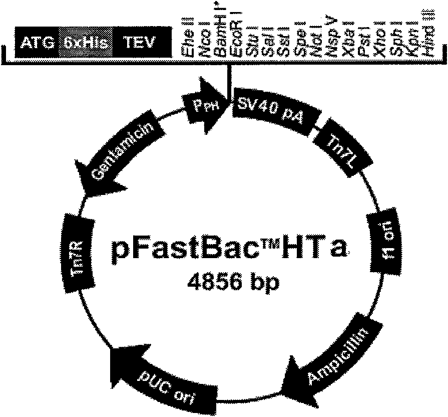 Method for expressing IBV-HN99 membrane protein gene in insect-rhabdovirus system