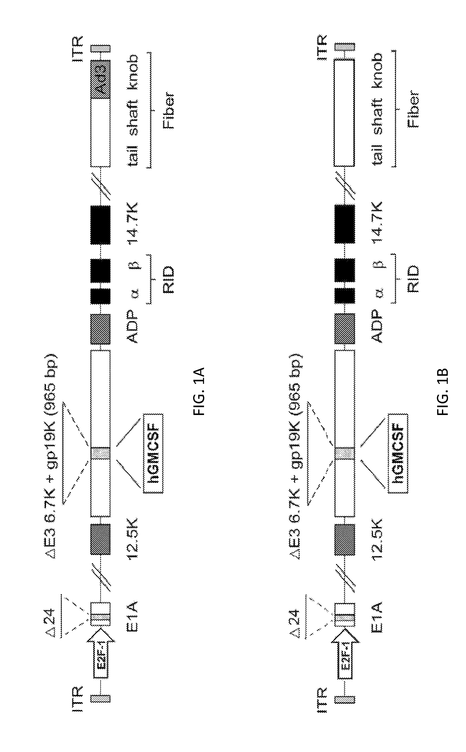 Recombinant serotype 5 (Ad5) adenoviral vectors