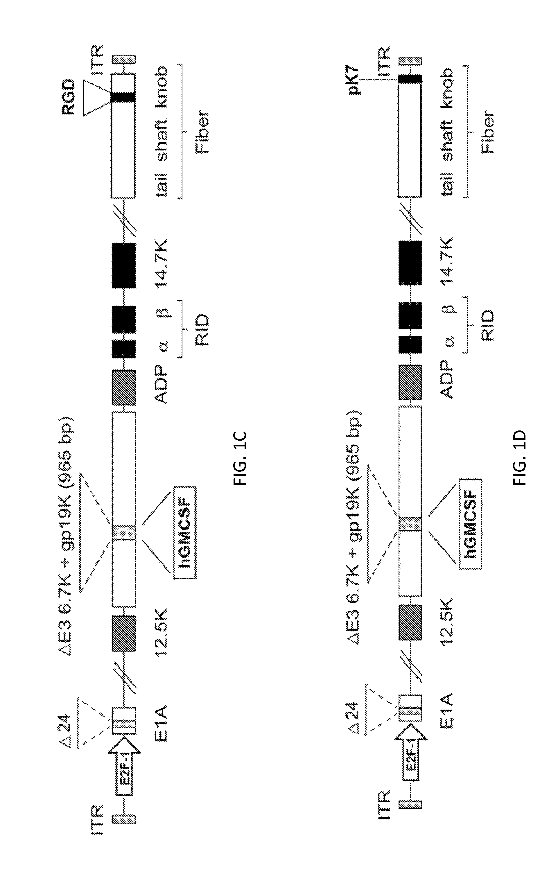 Recombinant serotype 5 (Ad5) adenoviral vectors