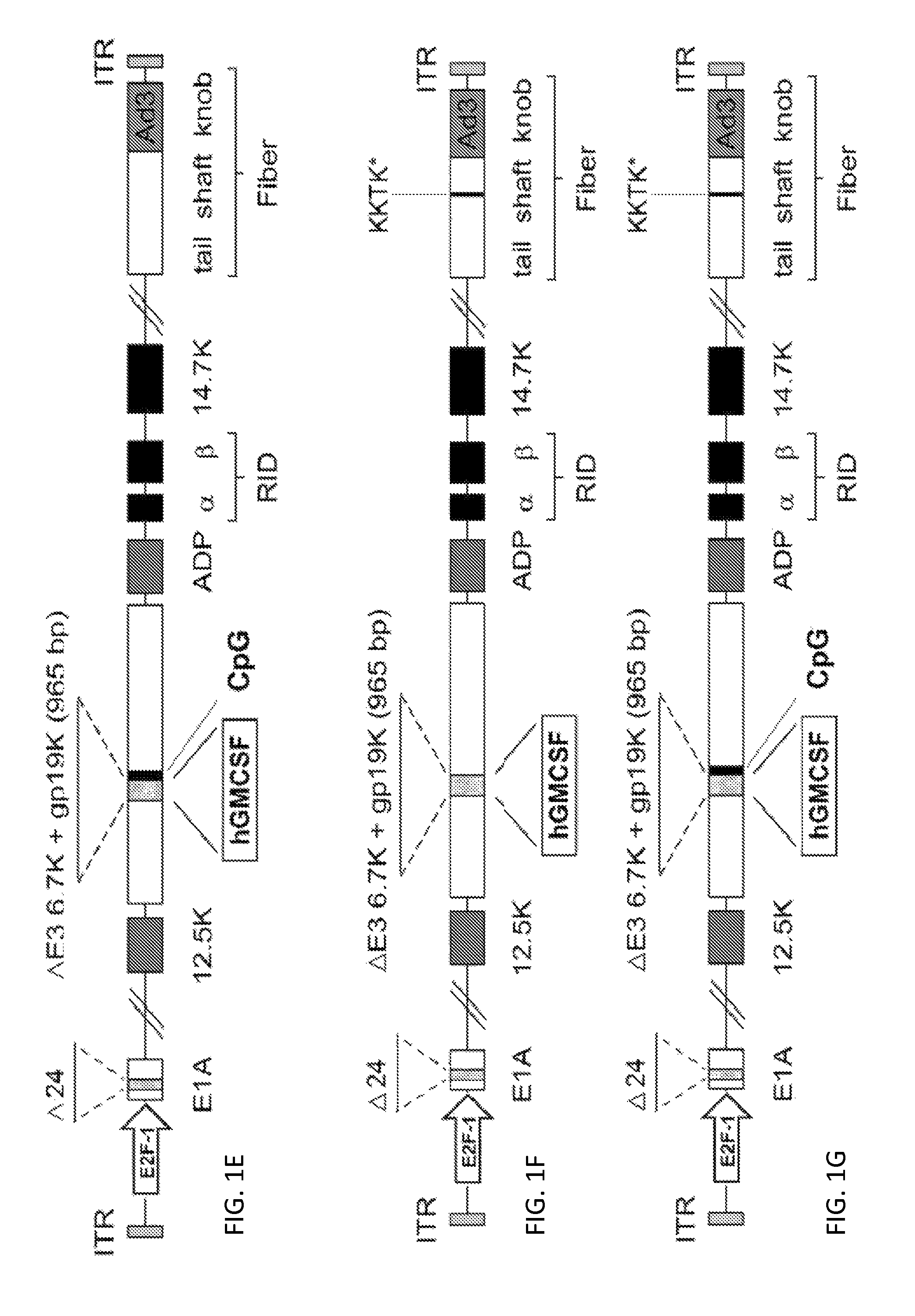 Recombinant serotype 5 (Ad5) adenoviral vectors