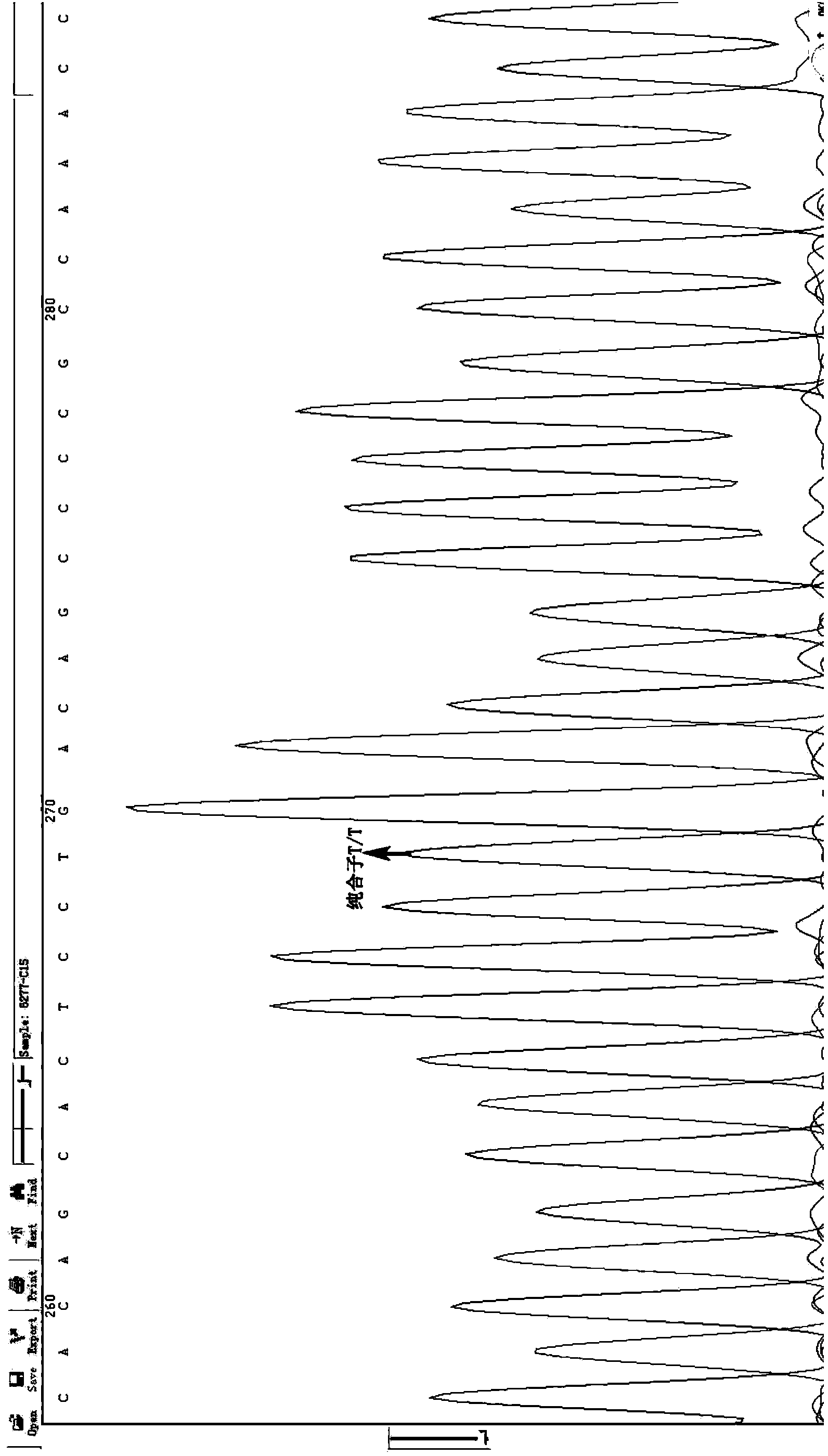 Selection, detection and application of catalase gene tagging single nucleotide polymorphic sites