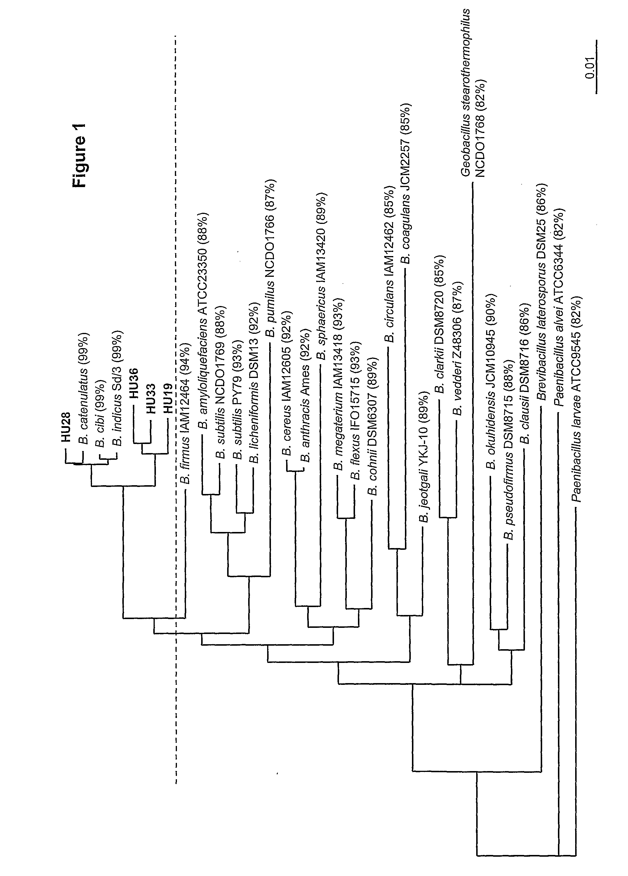 Bacterial Production of Carotenoids