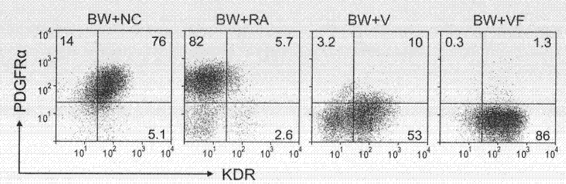 Preparation method of hemopoietic progenitor cells and special medium for the same