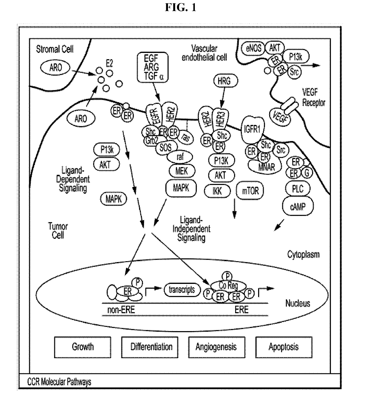 Estrogen receptor modulator combinations