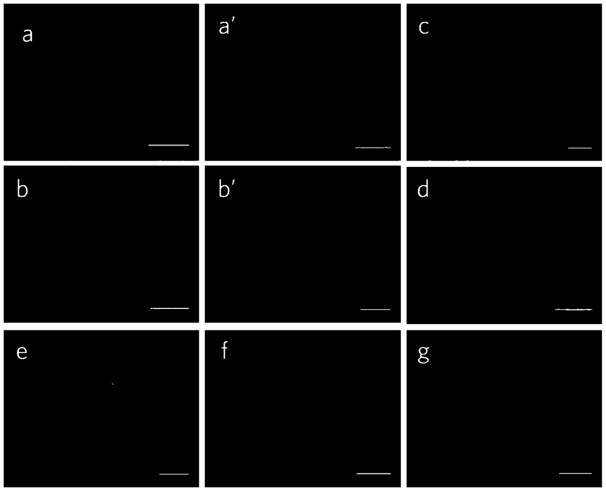 A class of environment-sensitive α1-adrenergic receptor near-infrared fluorescent ligands and their applications