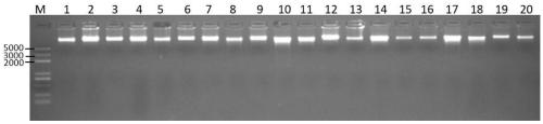 Screening method and application of SNP molecular markers associated with egg shell thickness, eggshell strength and egg shape index of Nandanyao chickens