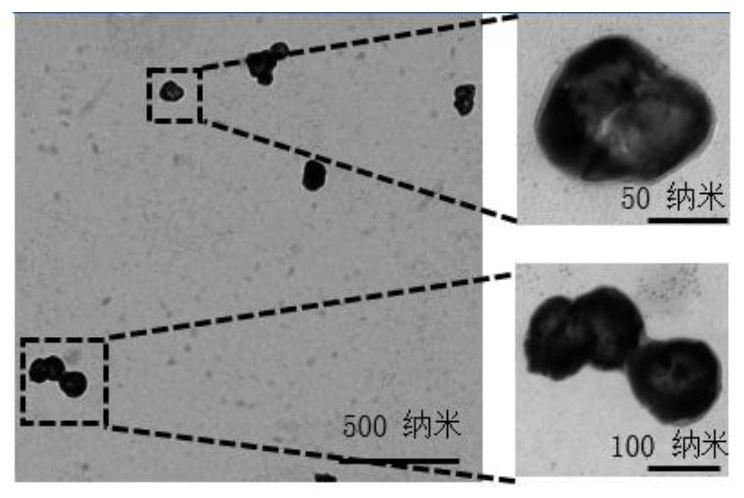 Multifunctional drug carrier material based on gold nanocage and preparation method thereof