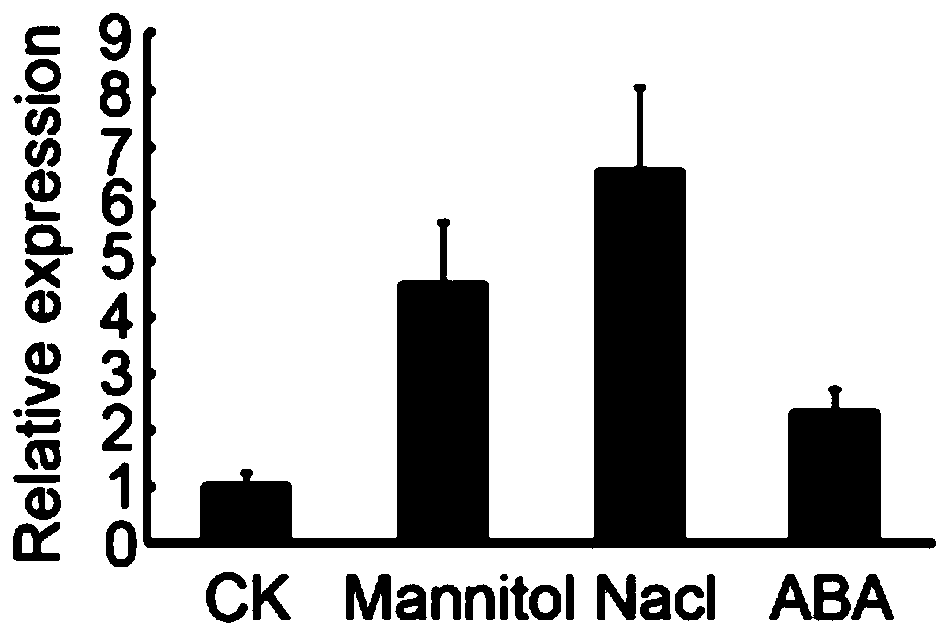 Method for cultivating highly noduled transgenic plants based on RNA interference technology