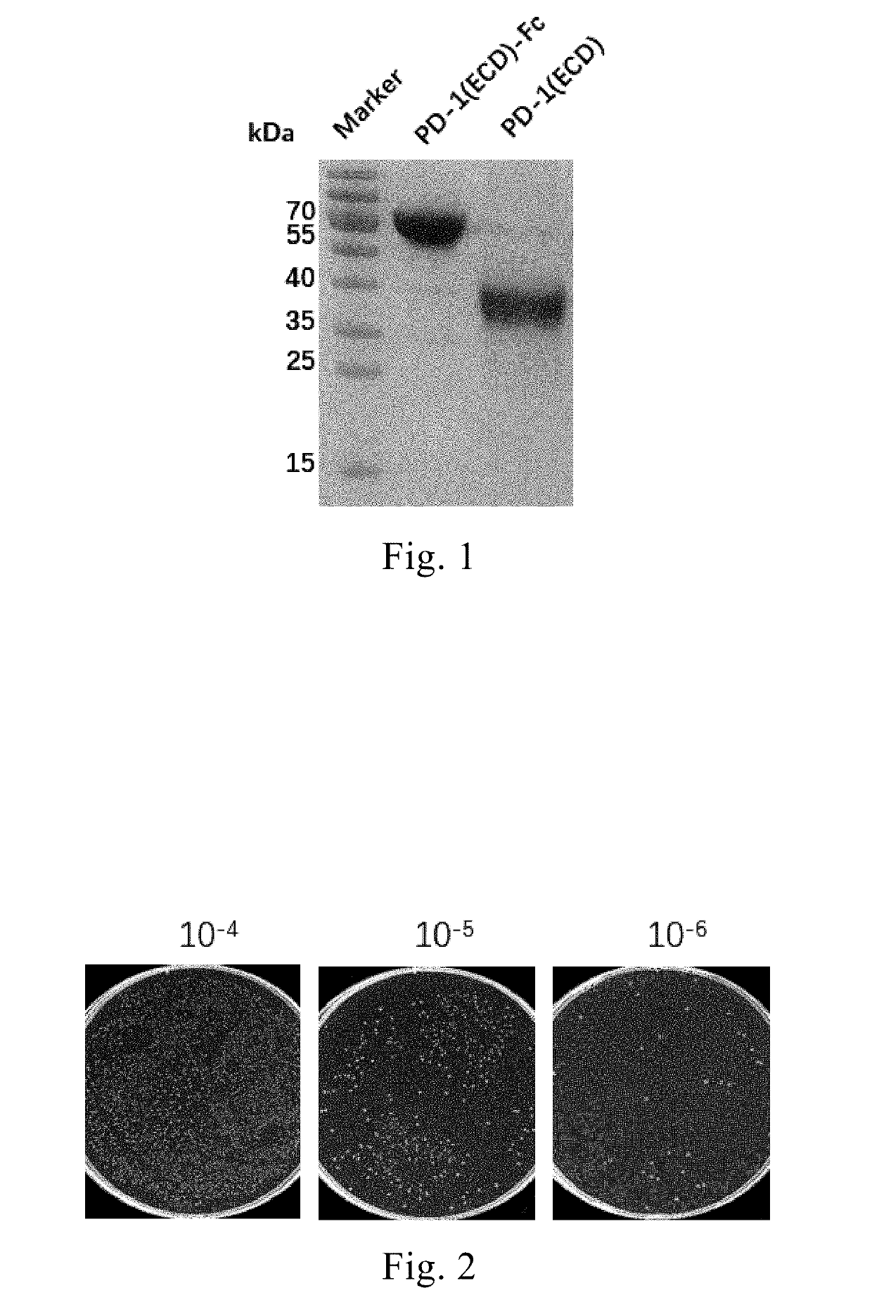 Anti-pd-1 nano-antibody and application thereof