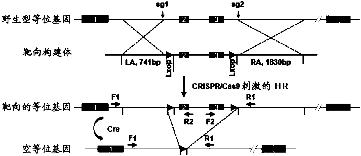 Applications of CREG in treatment of nonalcoholic fatty liver disease and type 2 diabetes