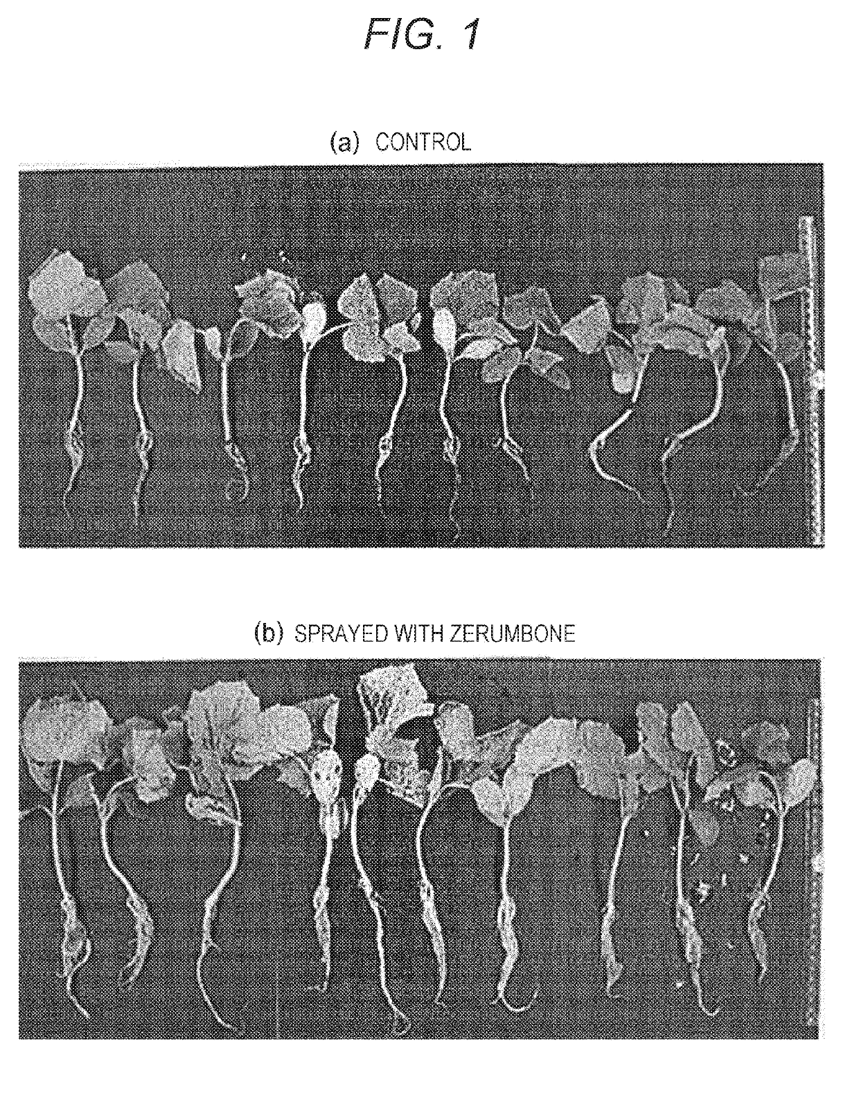 Agent for improving plant growth and method for producing plant using same