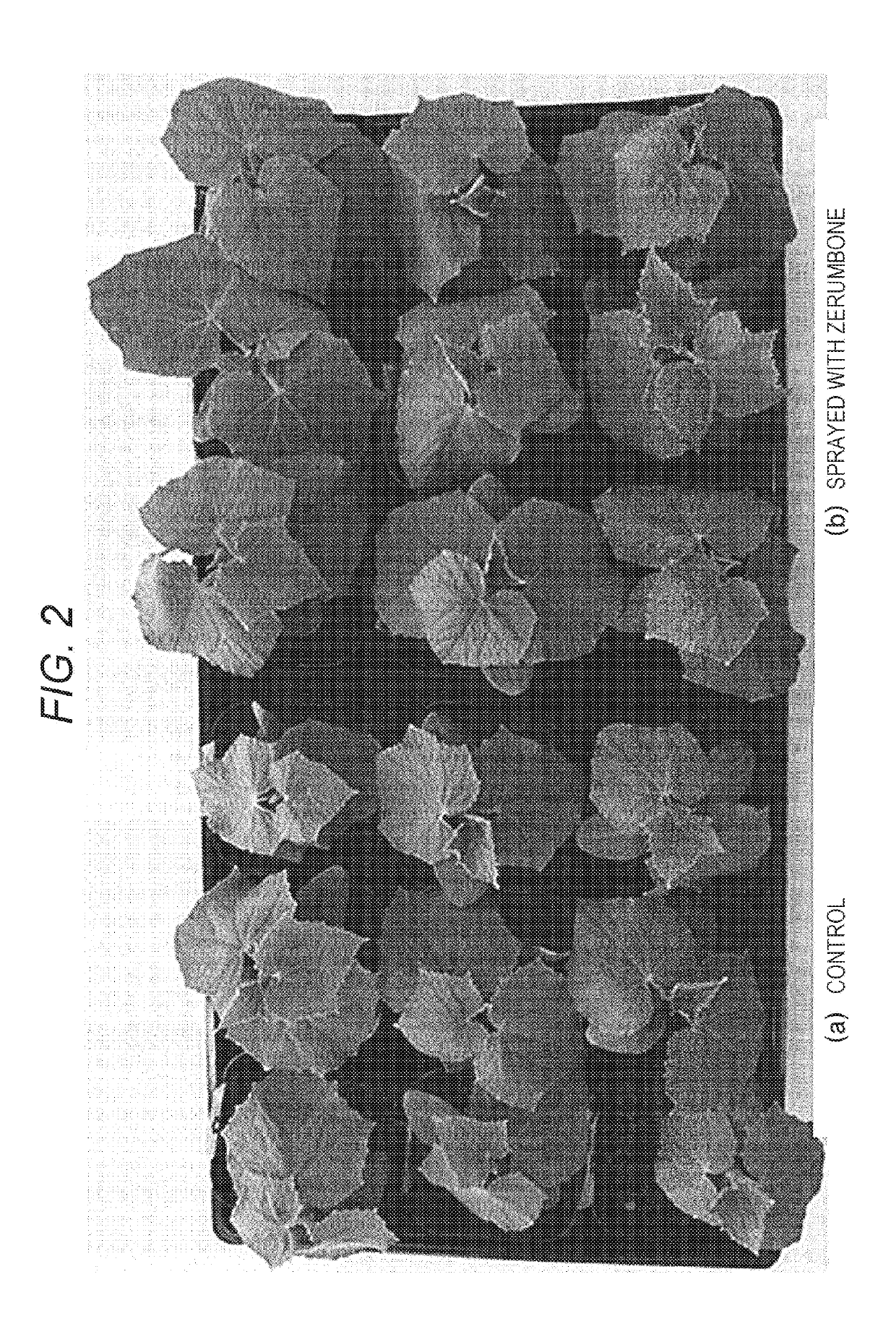 Agent for improving plant growth and method for producing plant using same