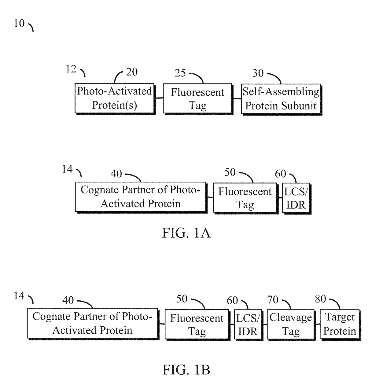 Disordered protein-based seeds for molecular clustering