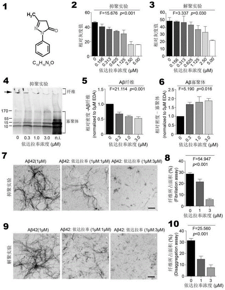 Use of edaravone in preparation of drug for preventing and treating cerebral amyloid angiopathy (CAA)