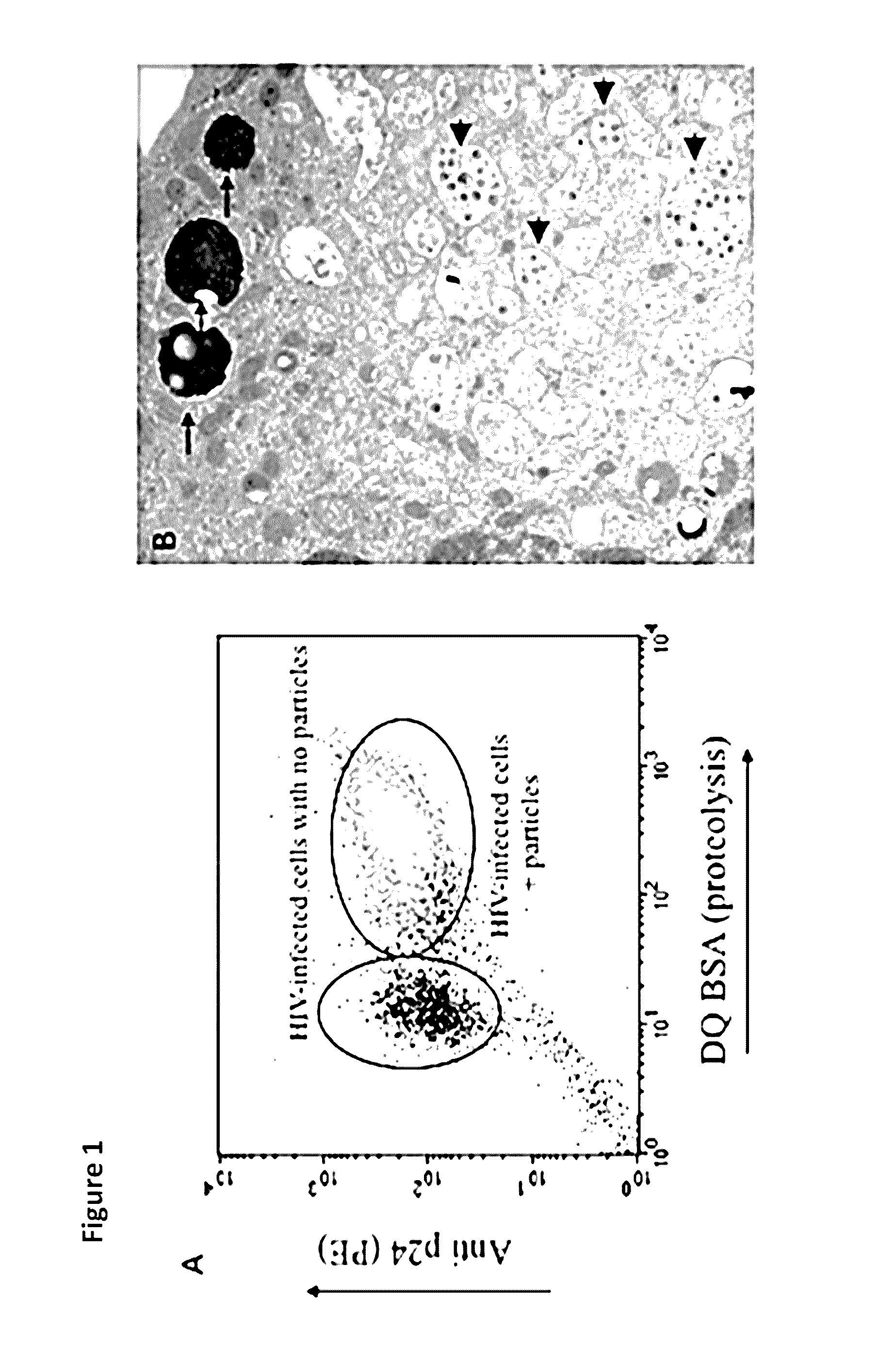 Methods for diagnosing human immunodeficiency virus infections