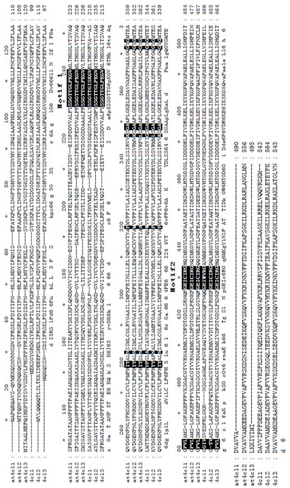 Coding sequences and applications of 4-coumarate coenzyme A ligase protein family of isatis indigotica fortune