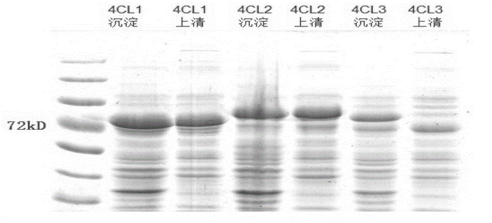 Coding sequences and applications of 4-coumarate coenzyme A ligase protein family of isatis indigotica fortune