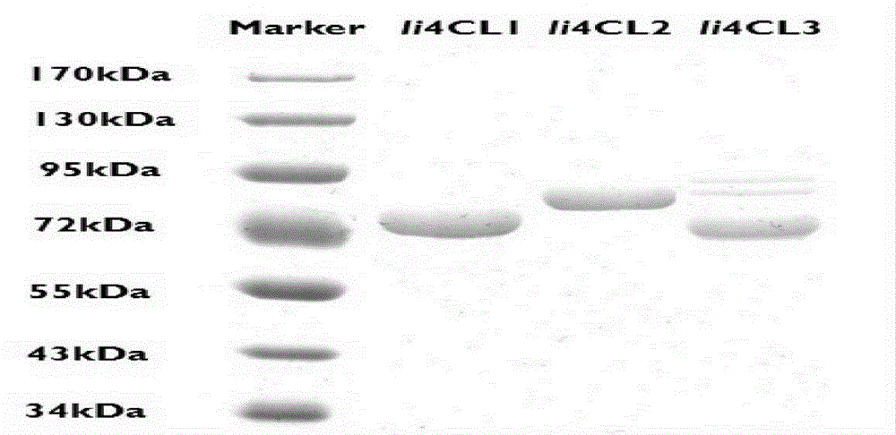 Coding sequences and applications of 4-coumarate coenzyme A ligase protein family of isatis indigotica fortune