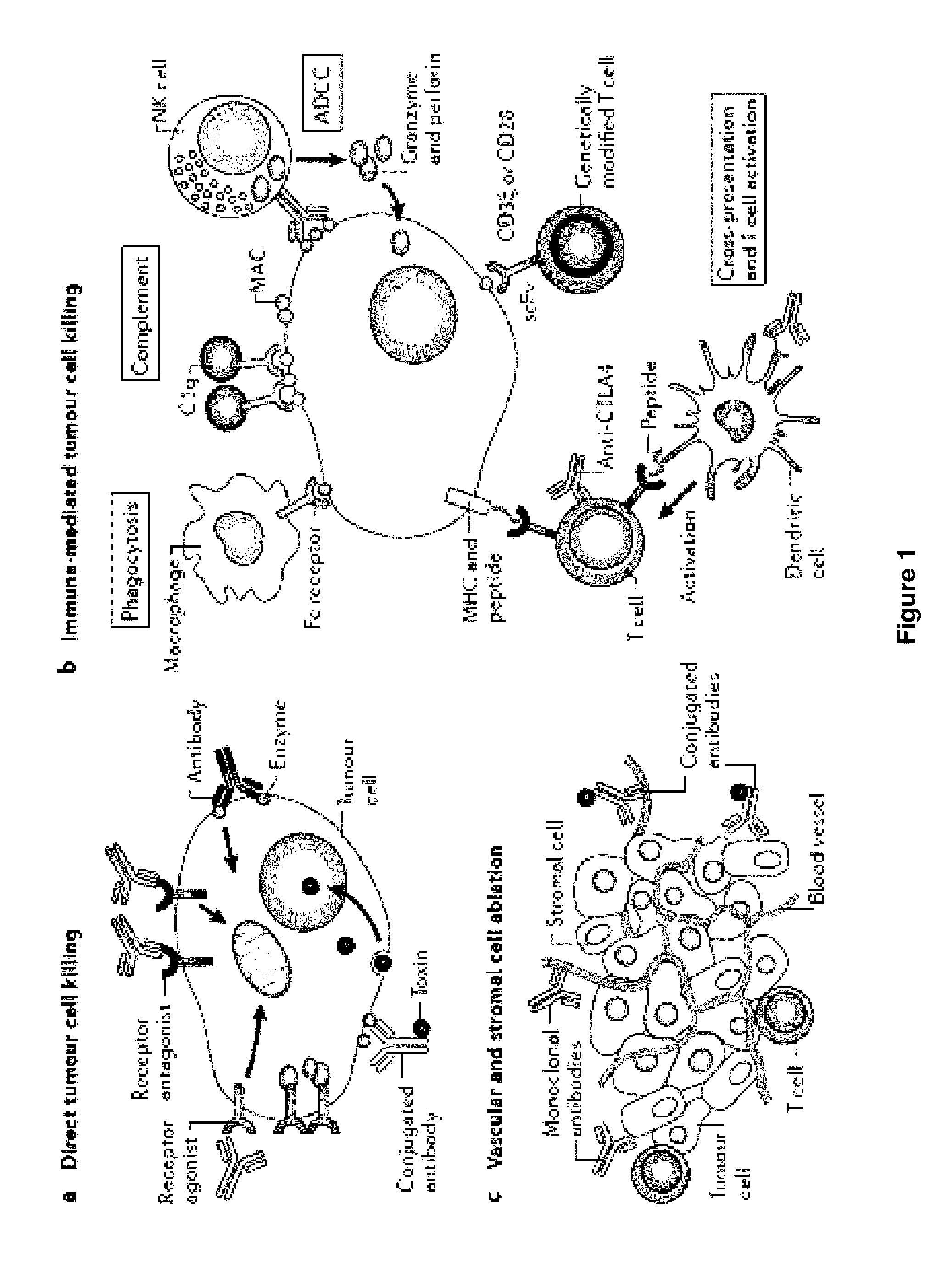 Methods of targeting T-cells to tumors