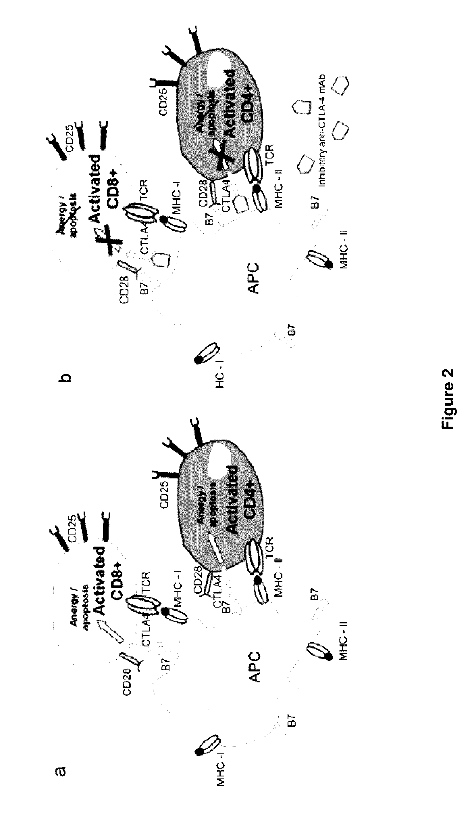 Methods of targeting T-cells to tumors