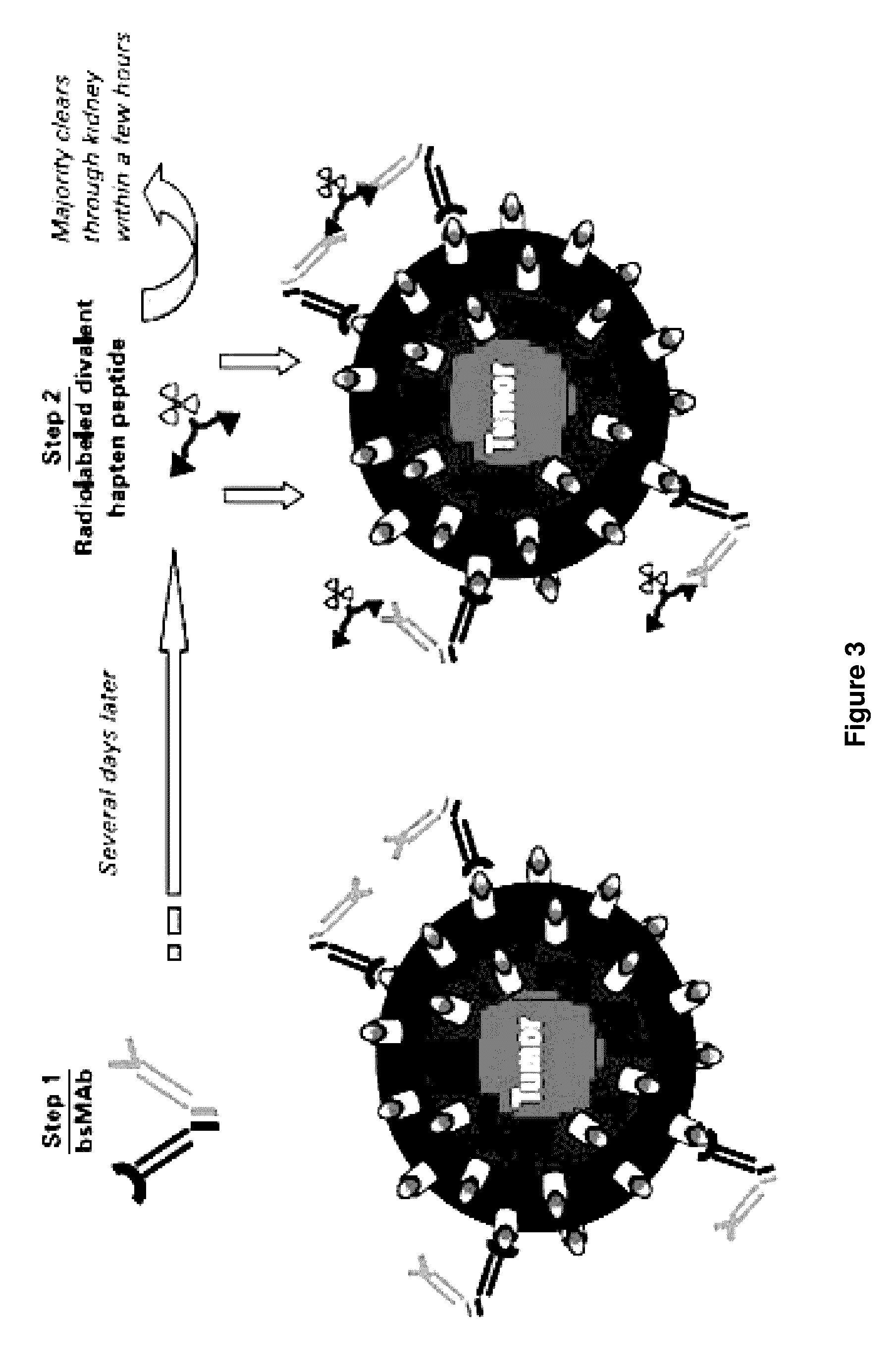 Methods of targeting T-cells to tumors