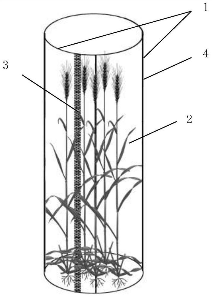 Wheat growth period field aphid resistance screening and identifying device