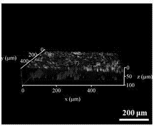 3D pseudo-skin construction method based on organs-on-chips and directional differentiation of induced pluripotent stem cells