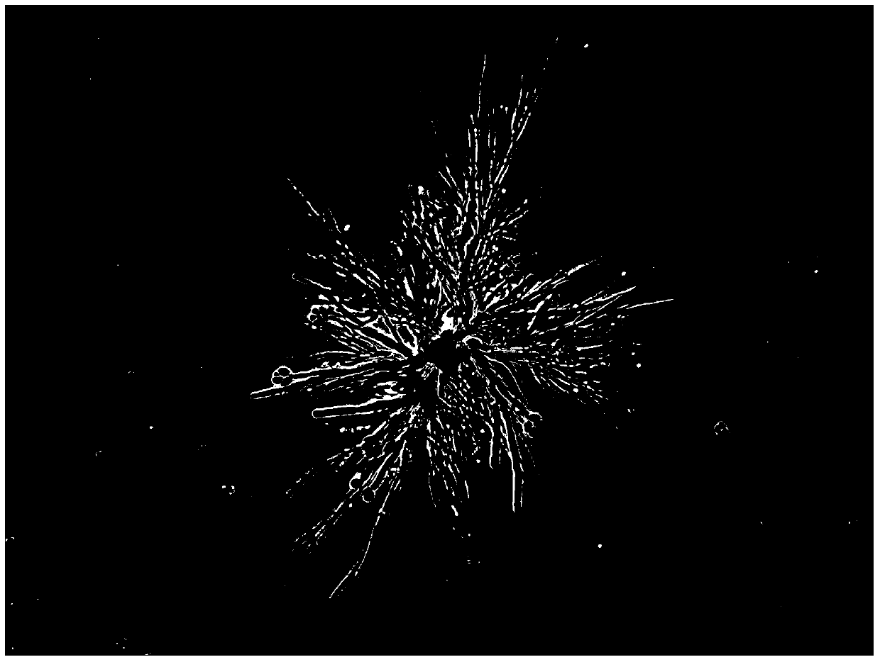 Plate culture and preparation method of ustilaginoidea virens thin-wall conidium