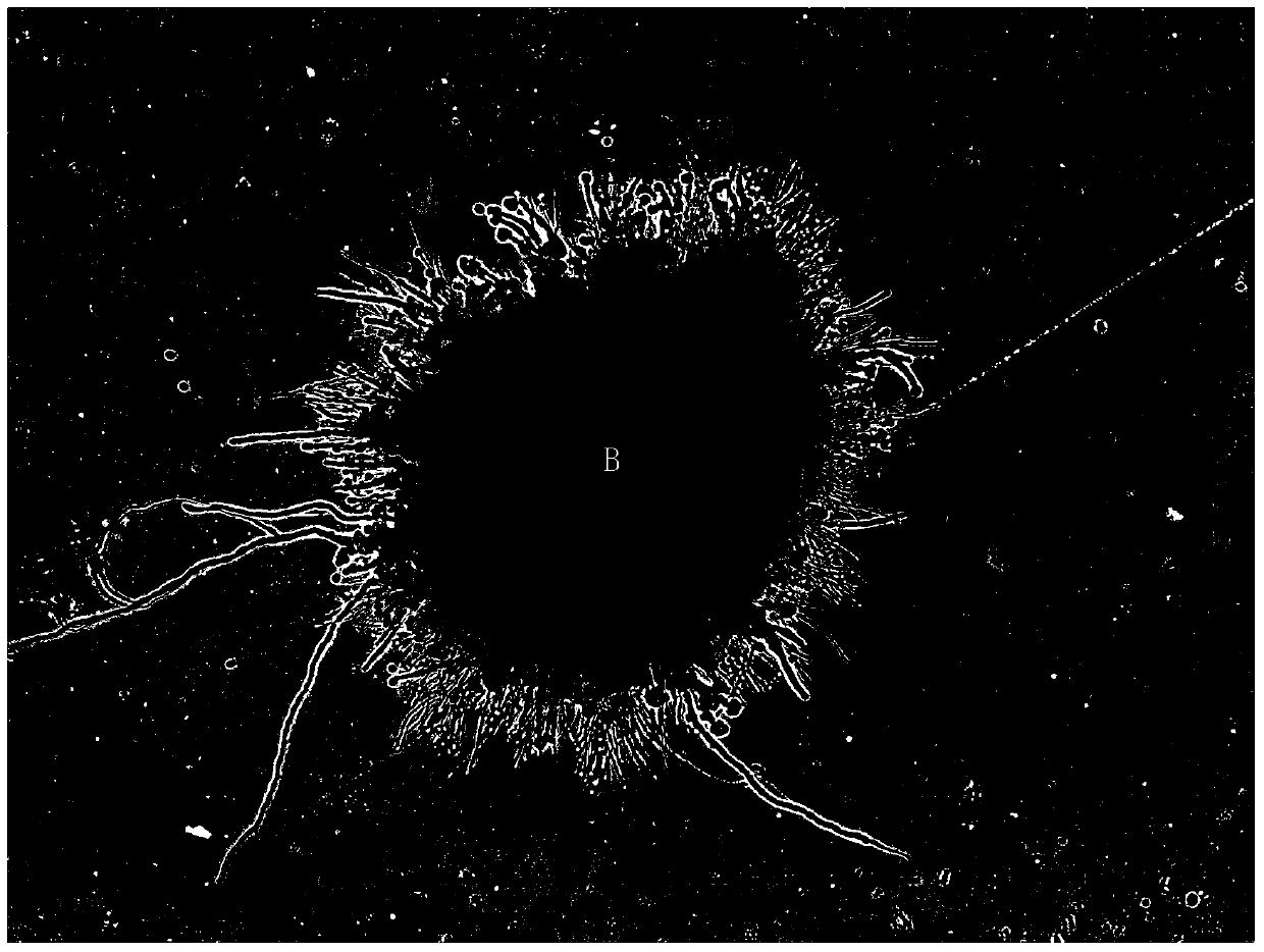 Plate culture and preparation method of ustilaginoidea virens thin-wall conidium