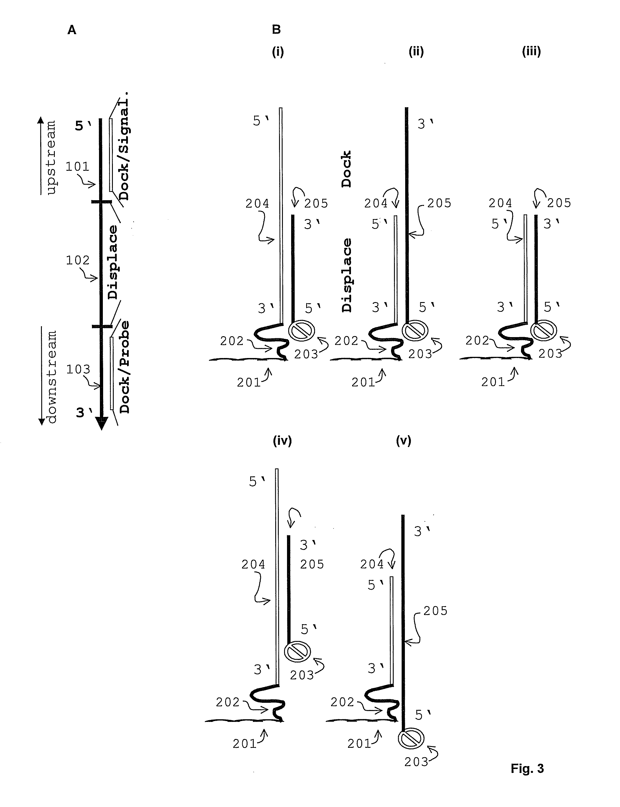 Displacement assay for detecting nucleic acid oligomer hybridization events