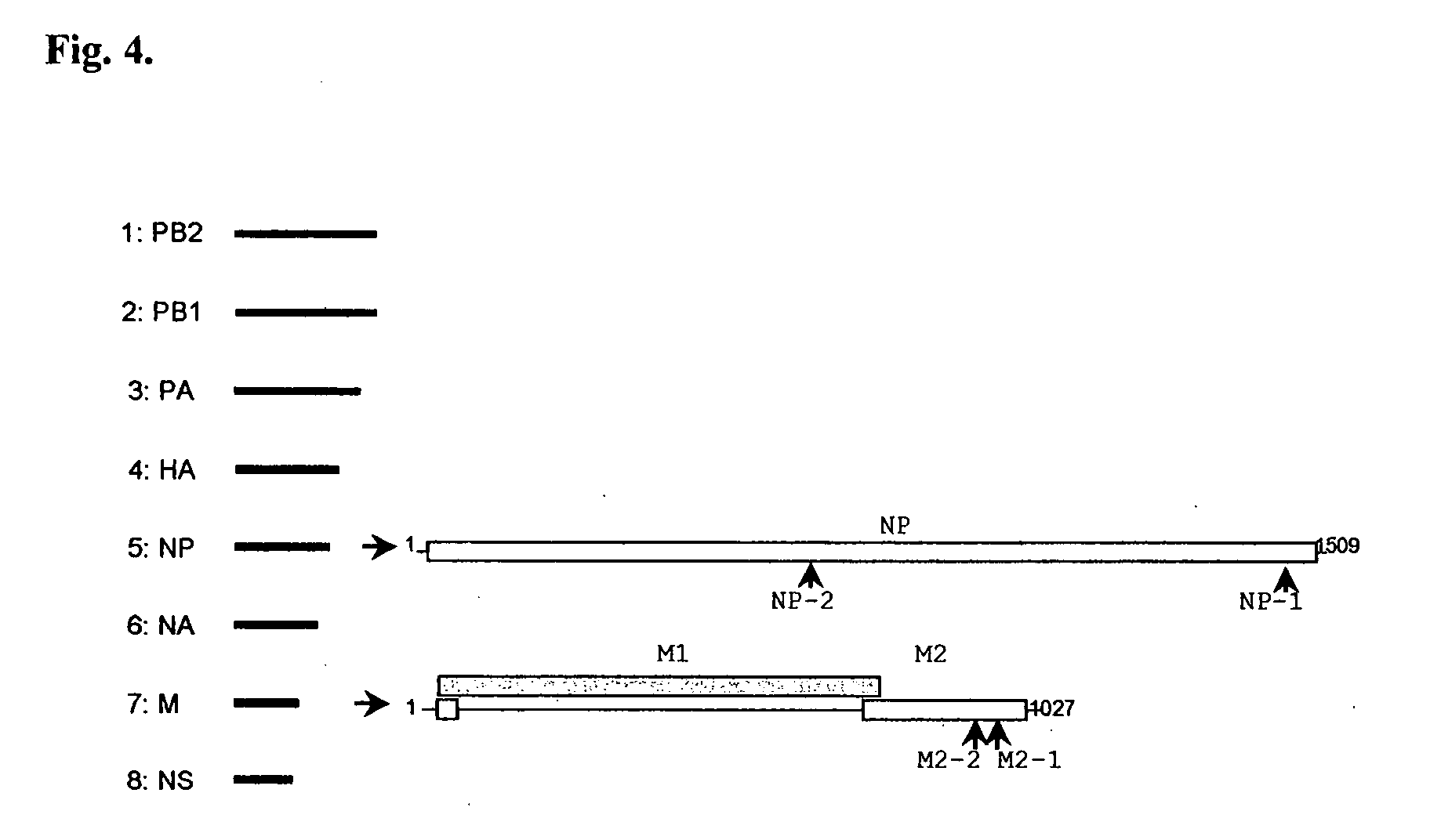 Compositions For Treating Respiratory Viral Infections and Their Use