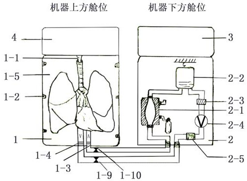 In-vitro cardiopulmonary combined perfusion system and perfusion method