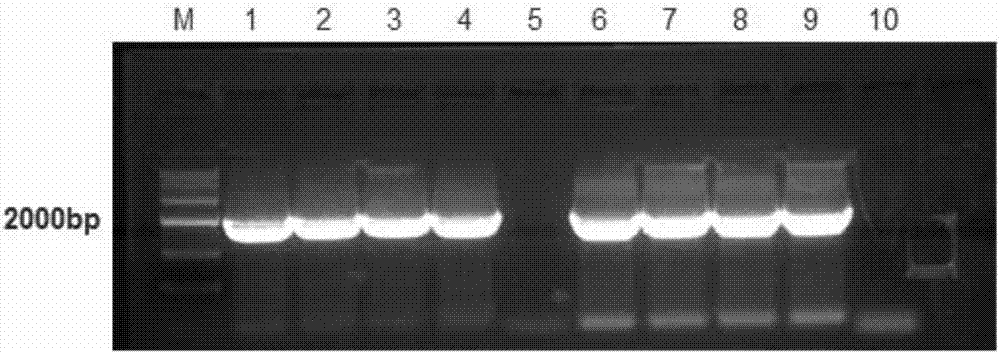 Anti-Ebola virus neutralizing monoclonal antibody