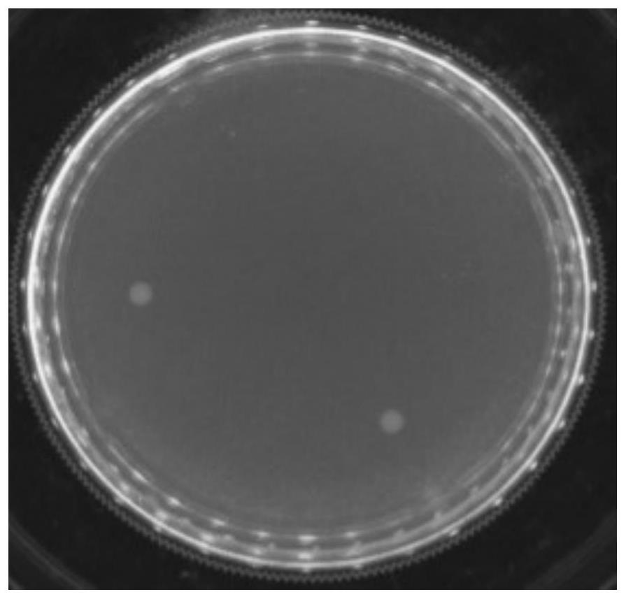 Two-dimensional metal/COF-based photocatalytic composite material carrying metal nanoparticles as well as synthesis method and application of two-dimensional metal/COF-based photocatalytic composite material