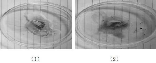 Method for preparing tree whitening agent from solid waste