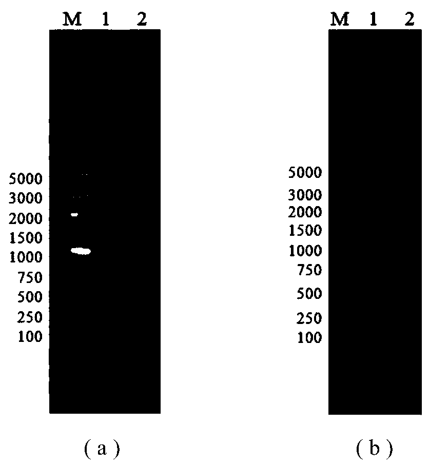 Grape juice yeast strain with low higher alcohol yield and strong malic acid degradation and application of grape juice yeast strain