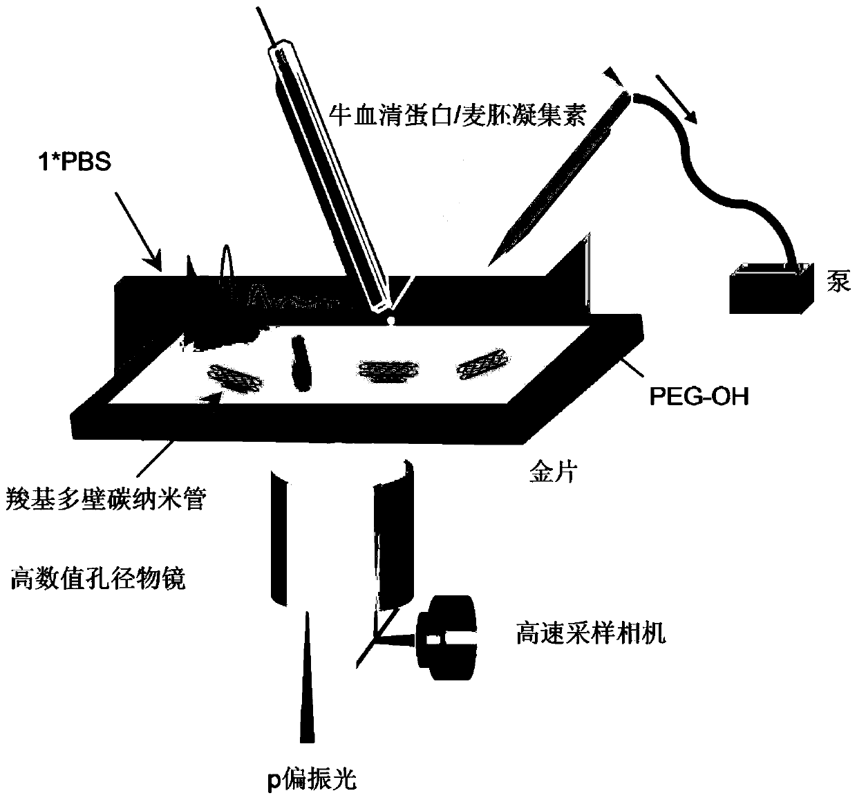 Method for analyzing interaction between single carbon nanotube and protein