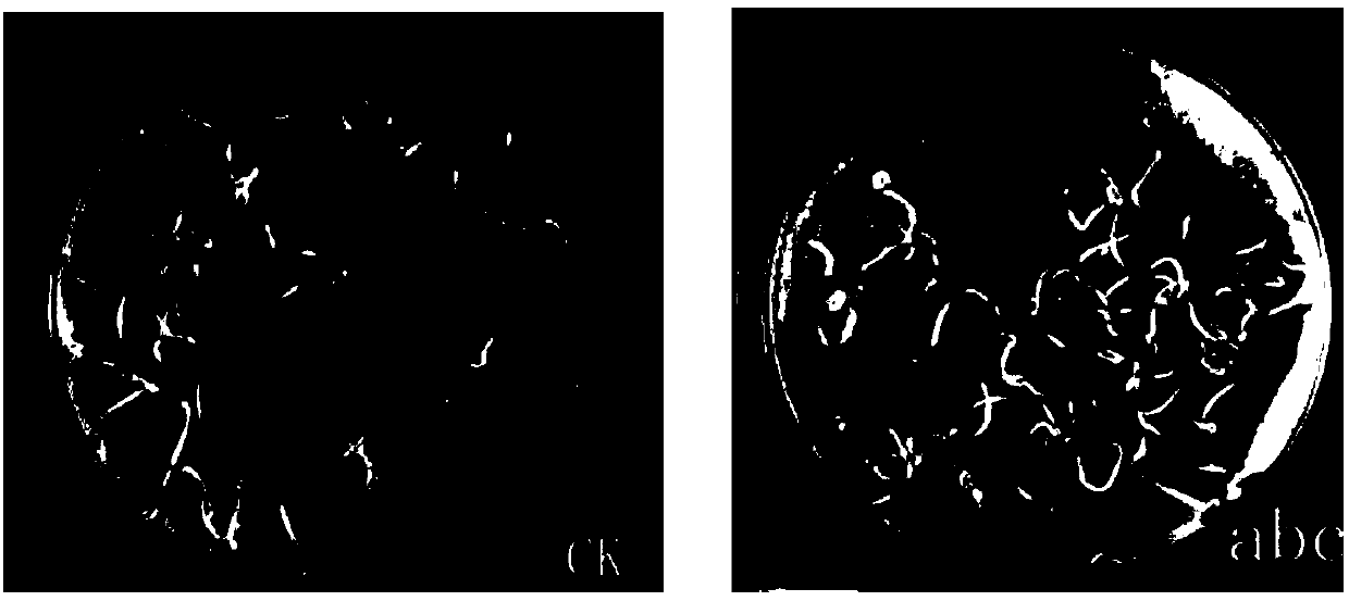 Compound initiator of tomato seeds