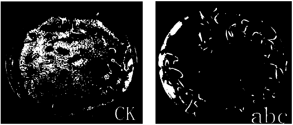 Compound initiator of tomato seeds