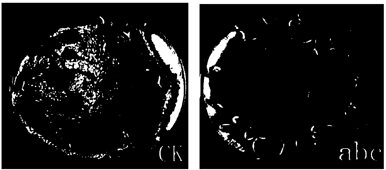 Compound initiator of tomato seeds