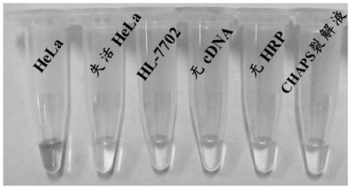 A colorimetric detection method for telomerase activity