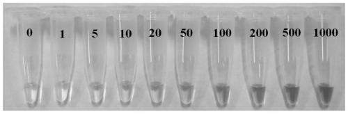 A colorimetric detection method for telomerase activity