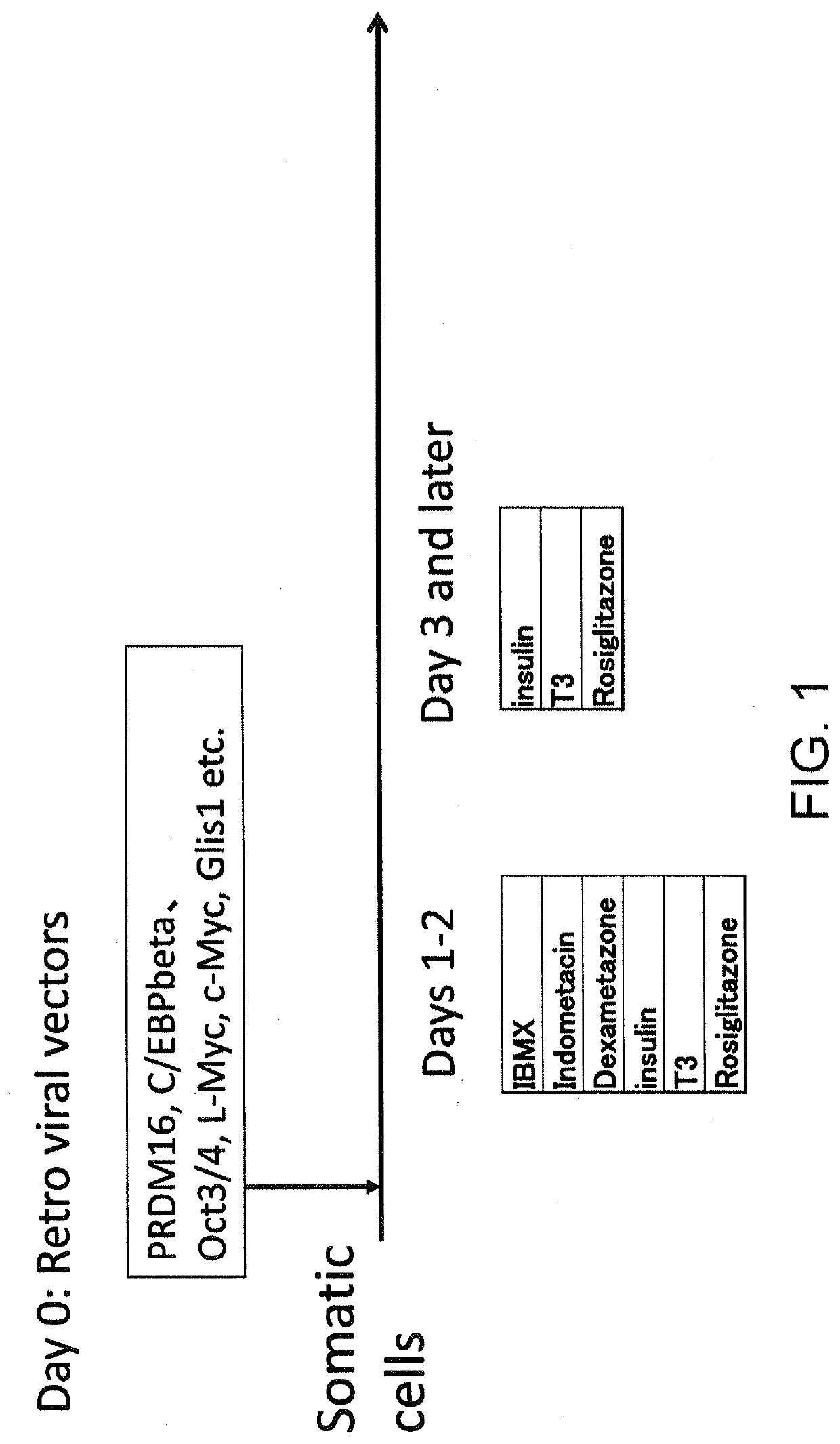 Brown fat cells and method for preparing same